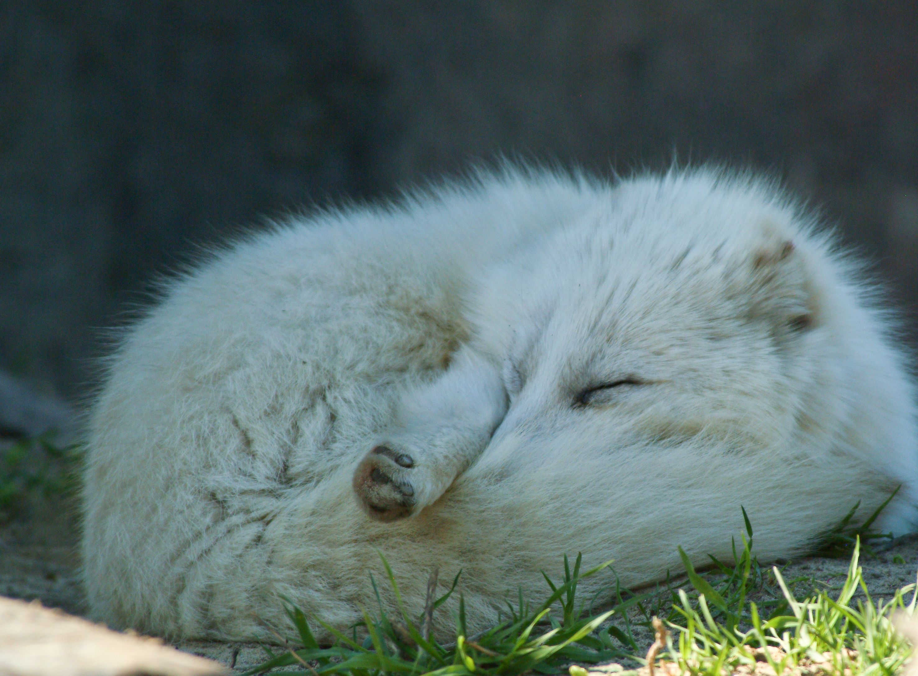Sleeping Arctic Fox