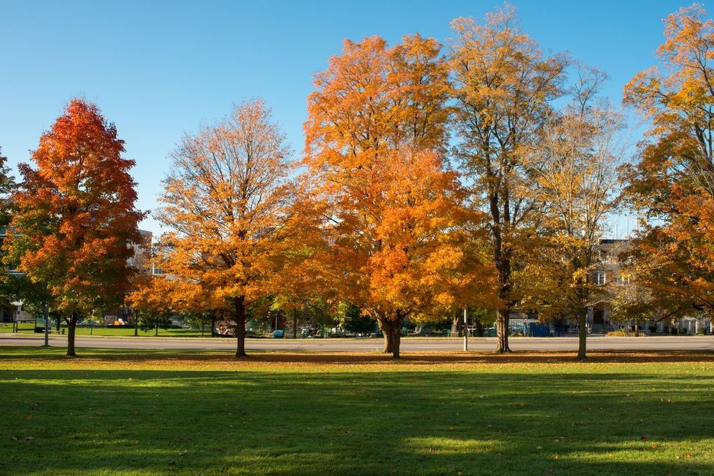 Fall colours on University of Guelph campus