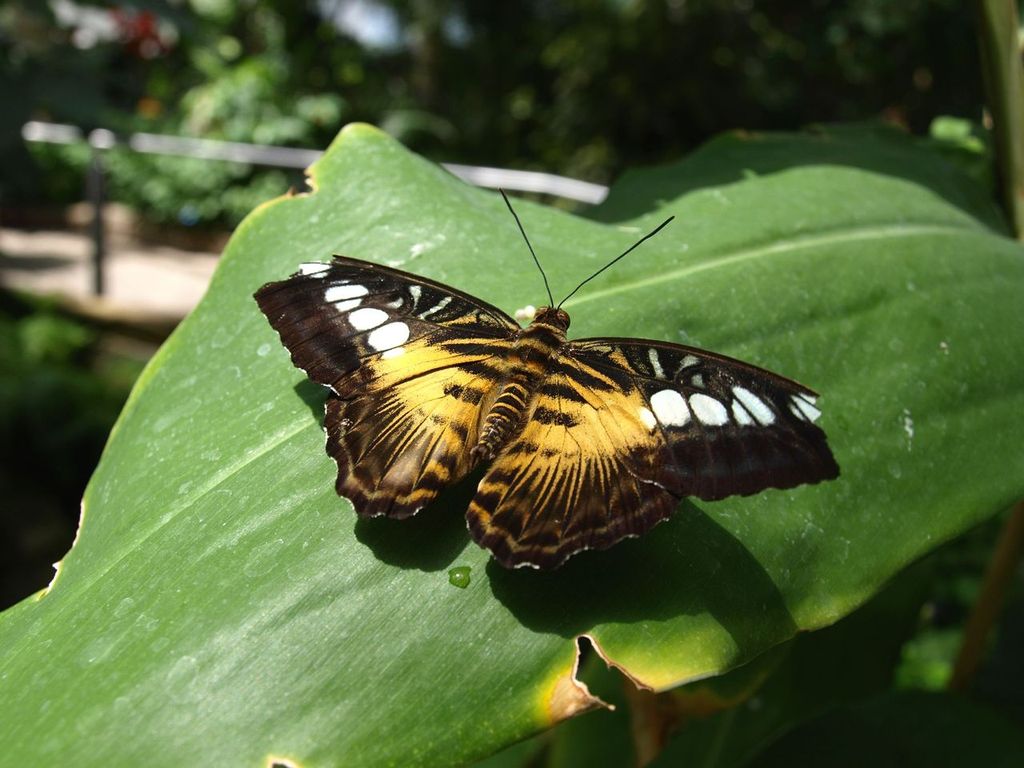 A clipper butterfly on a green leaf. Butterfly Conservatory, Niagara Falls City, Ontario