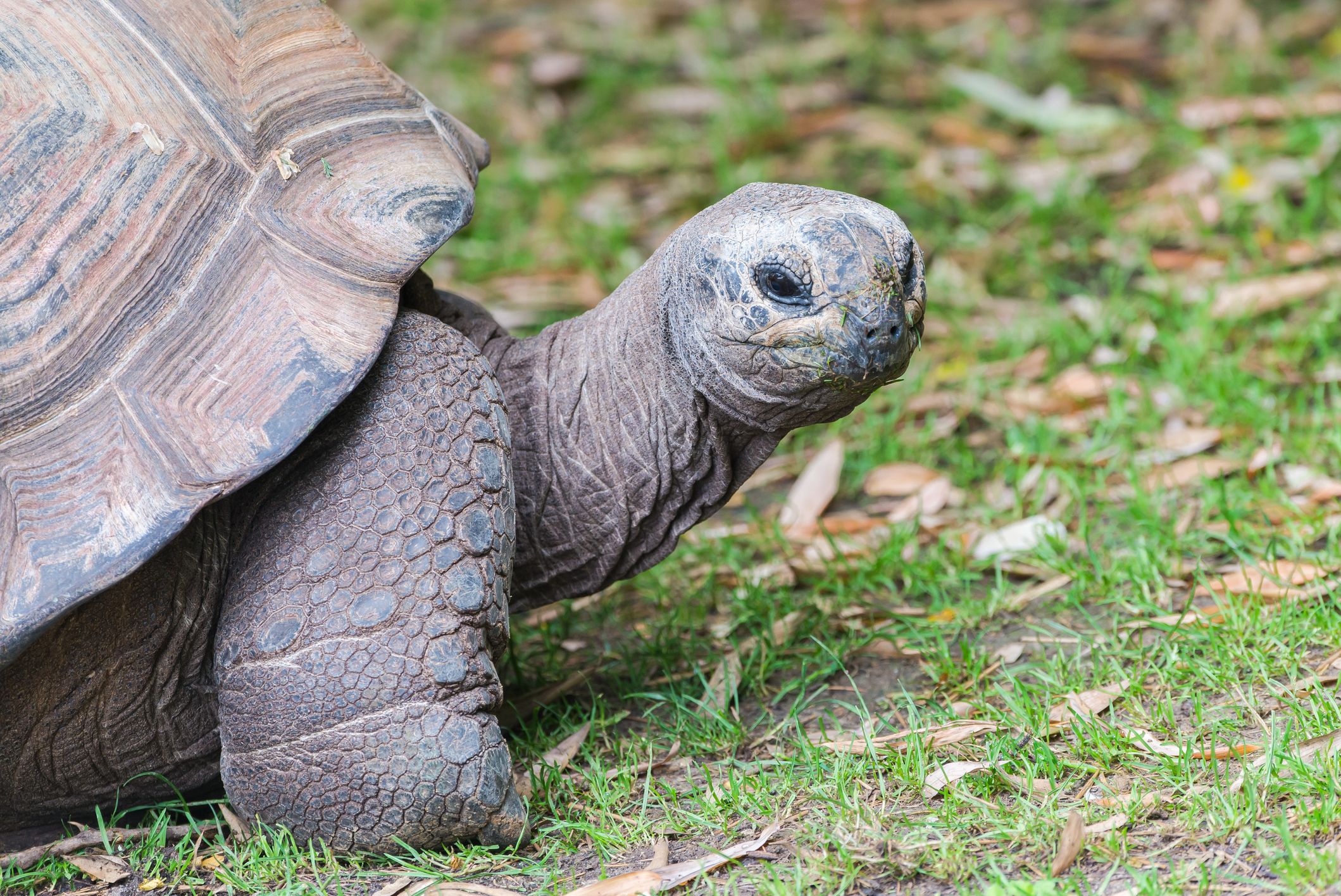 Aldabra Giant Tortoise, Seychelles