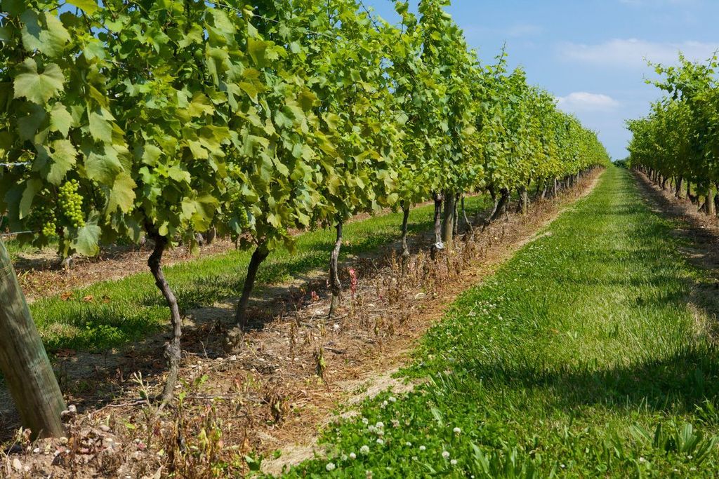 Rows of grapes growing on the vine at a vineyard on the north shore of eastern Long Island, New York