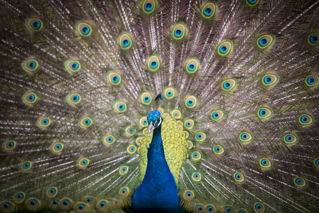 A beautiful male peacock