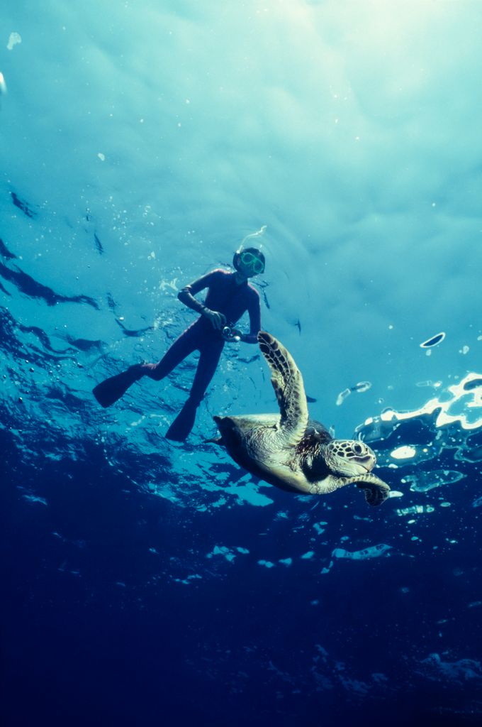 Hawaii sea turtle encounter while snorkeling