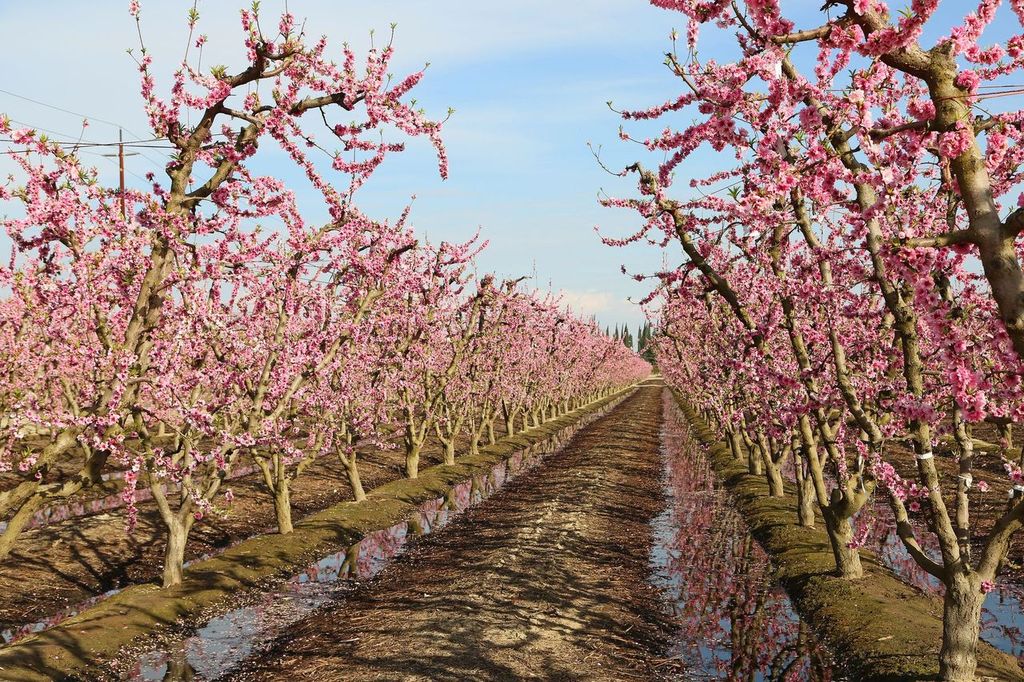 Blossom Trail near Fresno, California