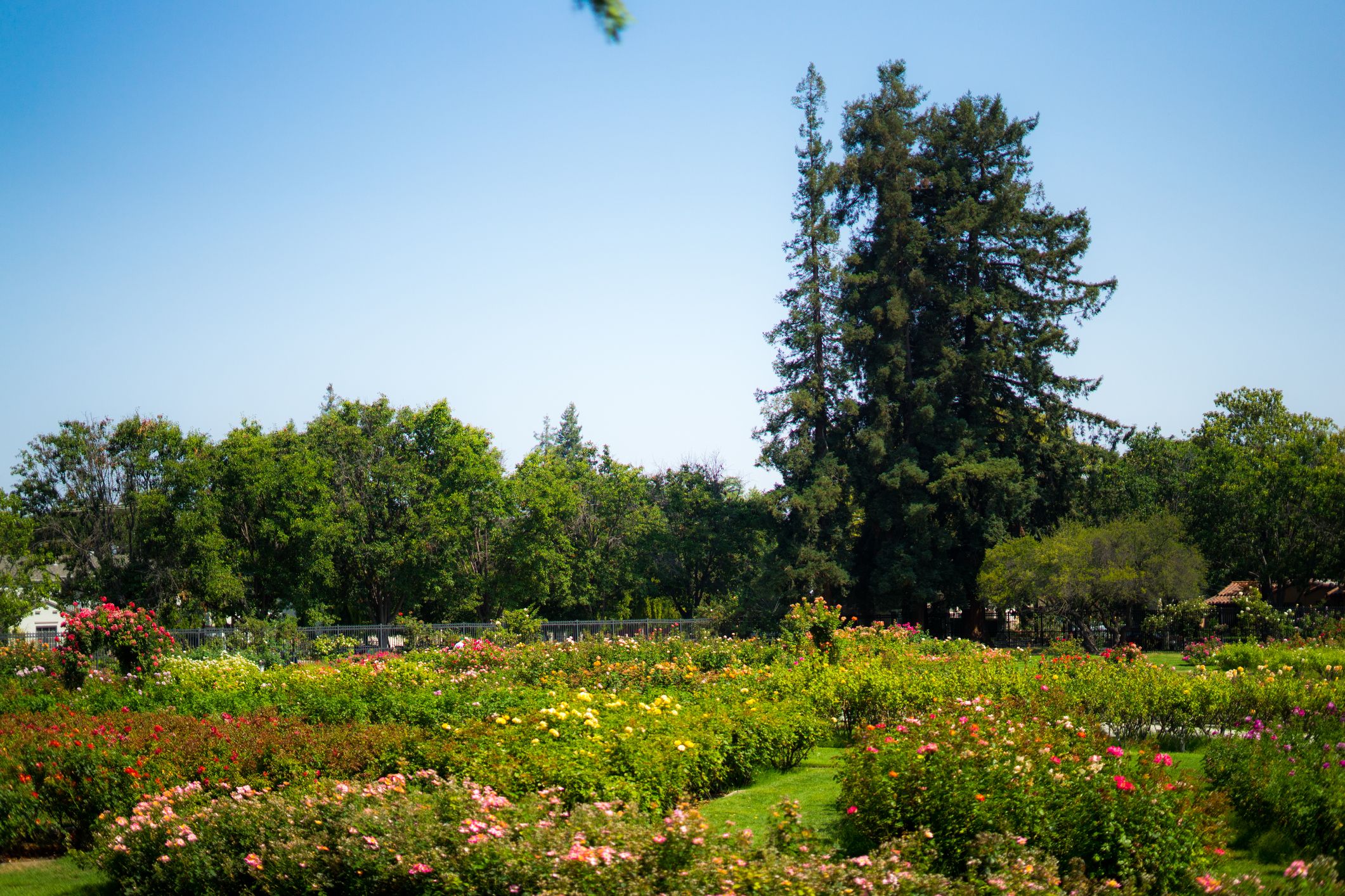 Municipal Rose Gardens, San Jose, California