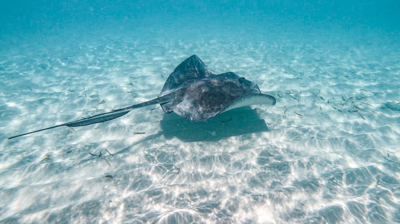 Vacations in Cozumel, water activities, snorkeling in Cozumel, underwater in the Mexican Caribbean, swimming among reefs and marine nature