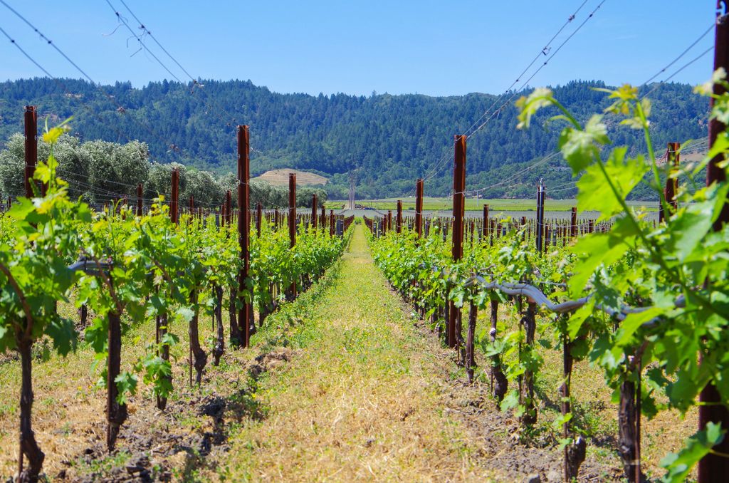 Vineyard in Napa Valley, California ,USA