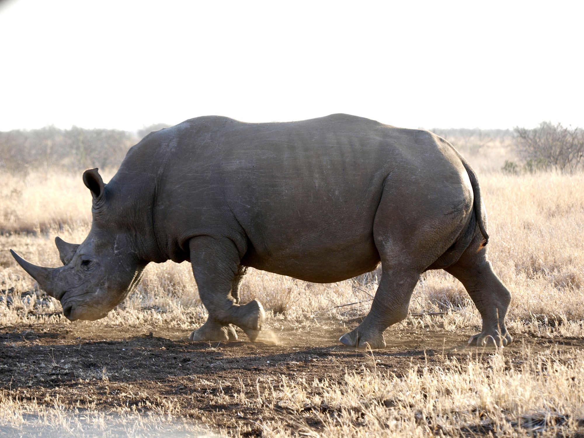 Rhino at Satara, Kruger National Park, South Africa