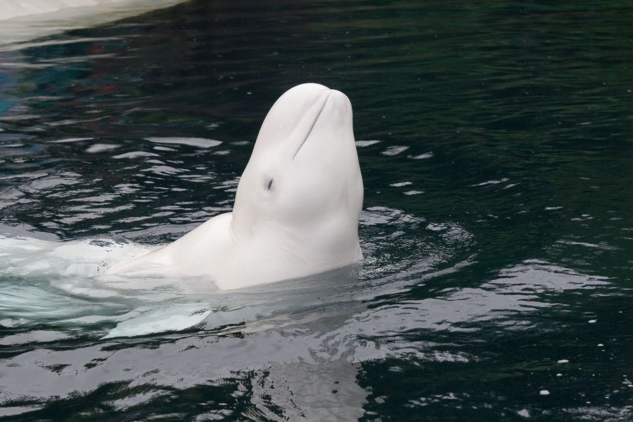Smiling Beluga Whale at the Vancouver Aquarium in British Columbia