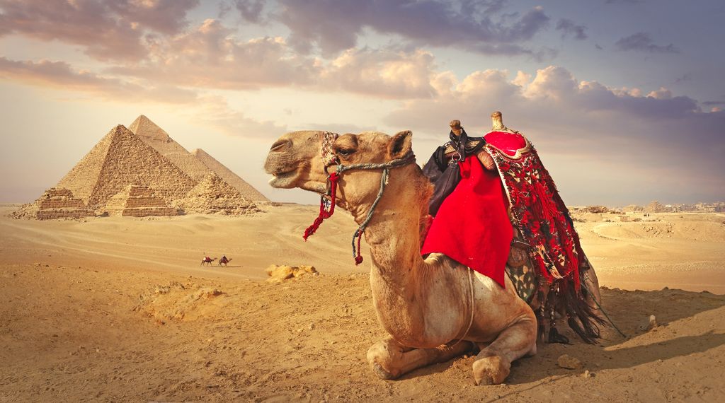 Camel and the pyramids in Giza in Egypt