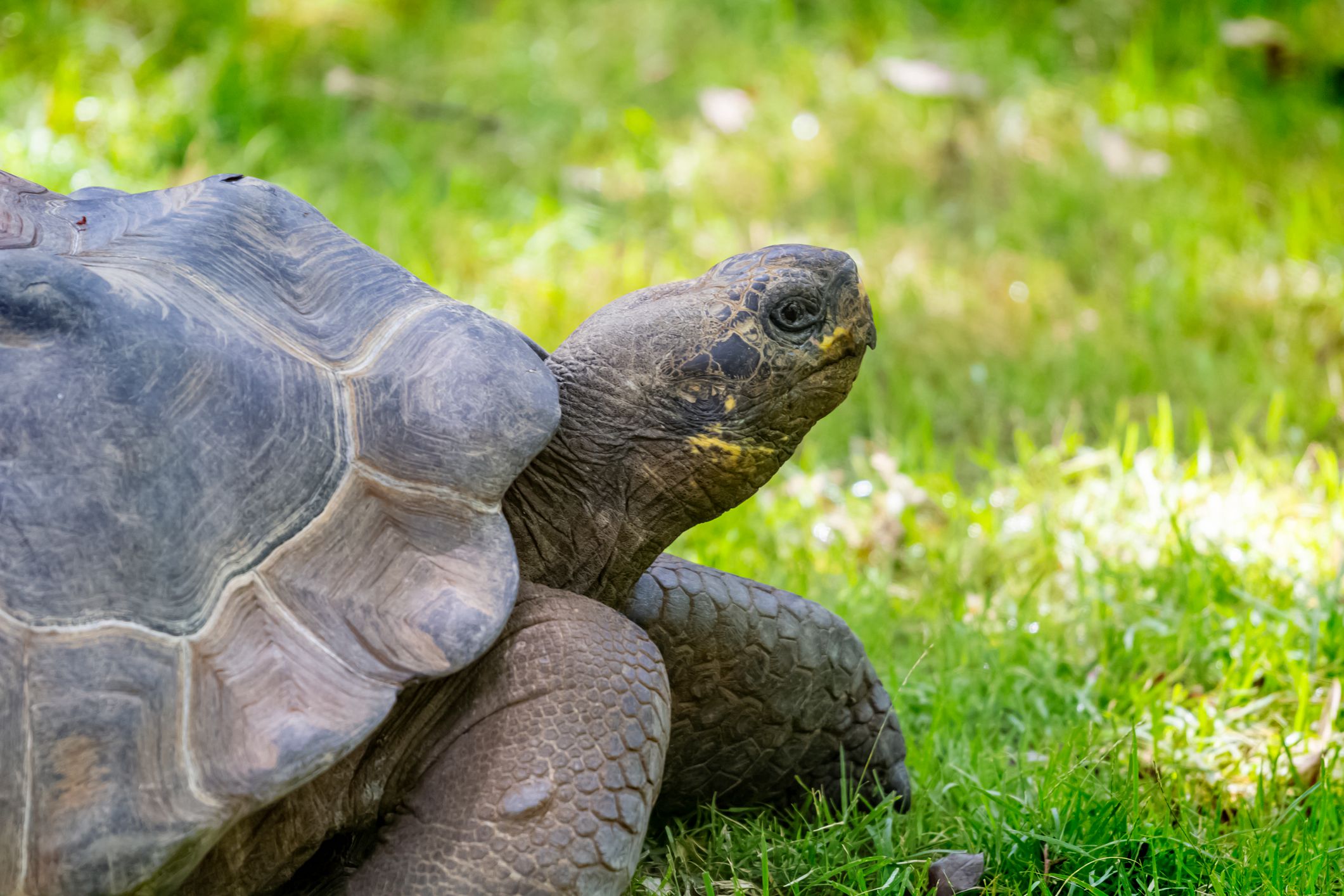 Tortoise at the Memphis, Tennessee Zoo