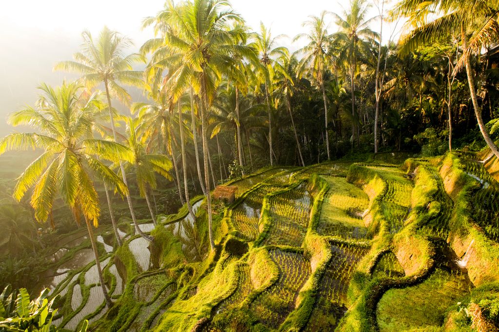The rice terraces of Tegallalang, Bali, Indonesia located near the town of Ubud