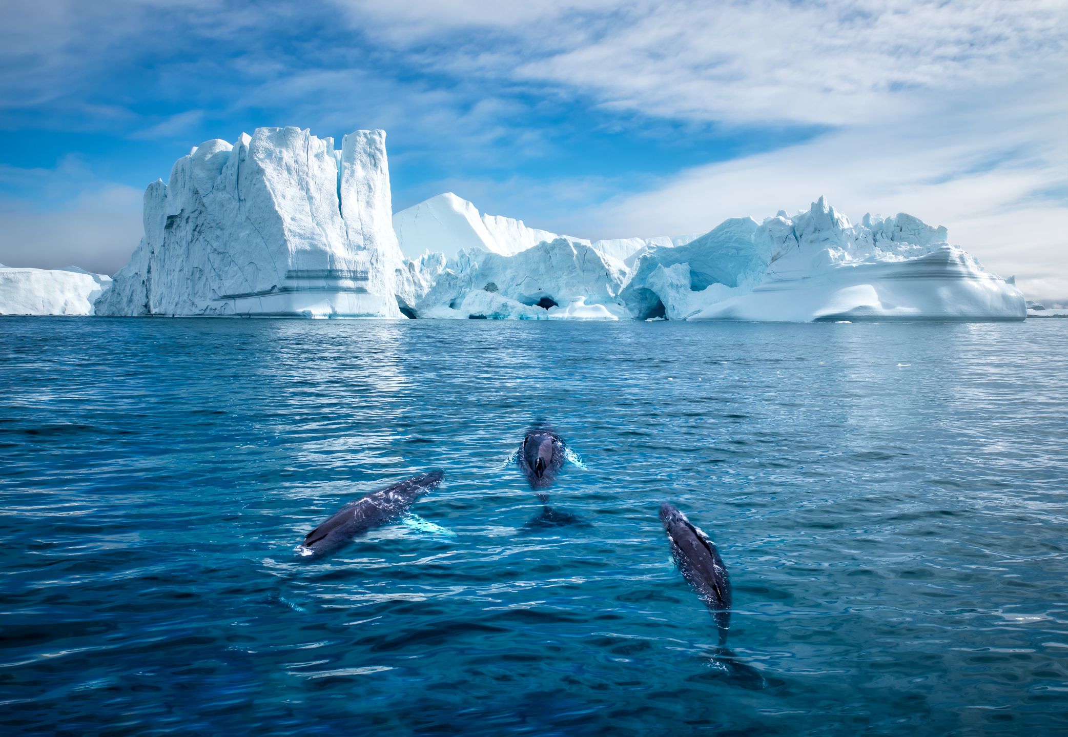 Humpback Whales and Icebergs, Ilulissat, Greenland