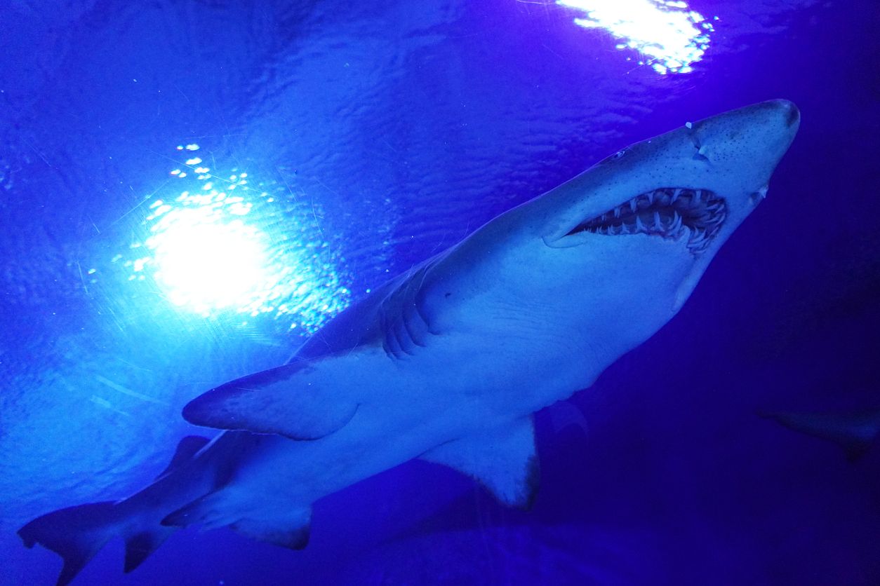 Sharks in aquarium at under world park Kuala Lumpur, Malaysia