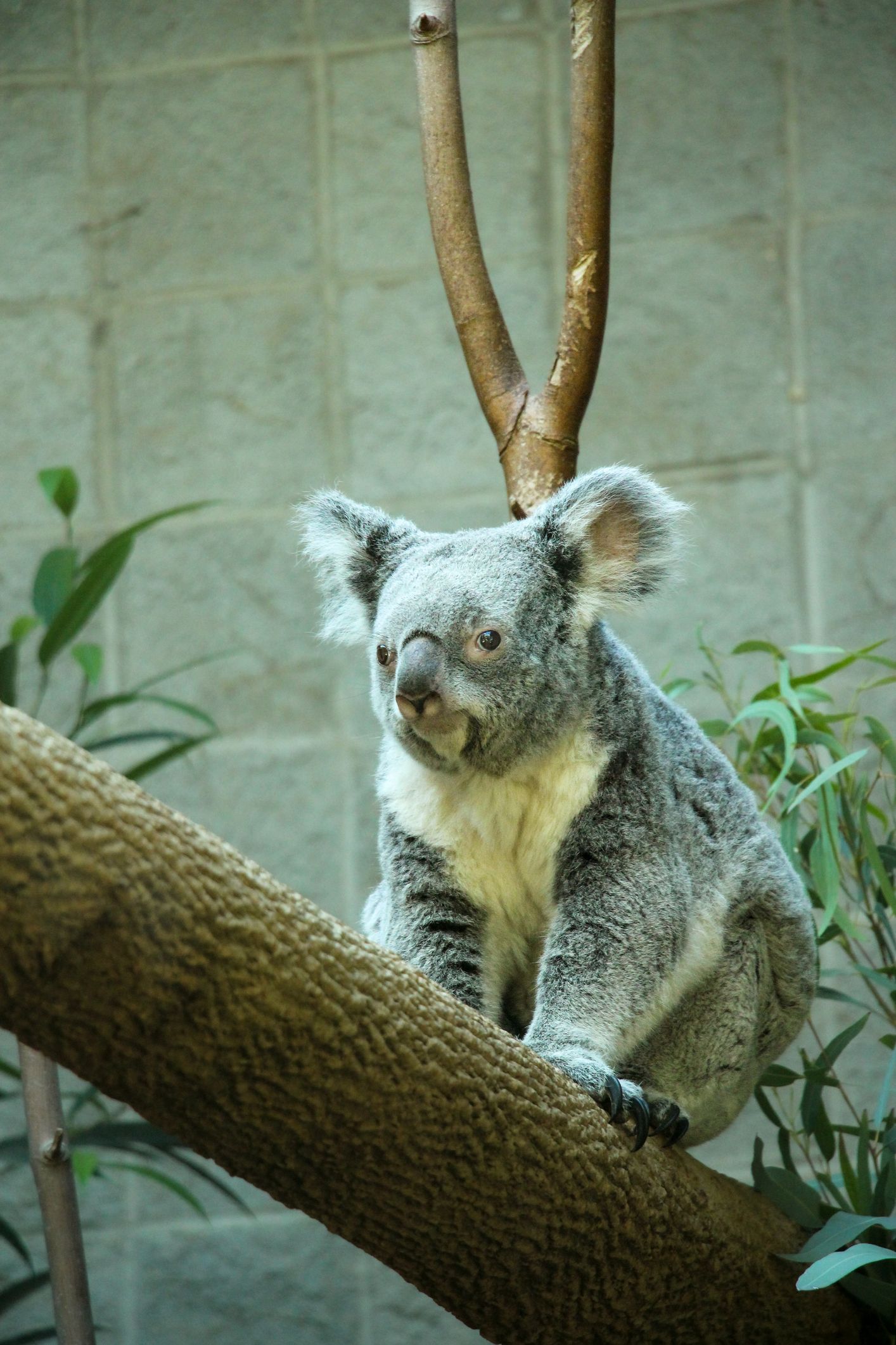 Koala at the Columbus Zoo