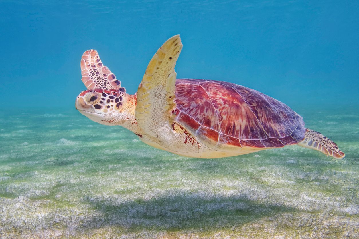 Green Sea Turtle in Caribbean Sea near Akumal Bay - Riviera Maya / Cozumel , Quintana Roo , Mexico