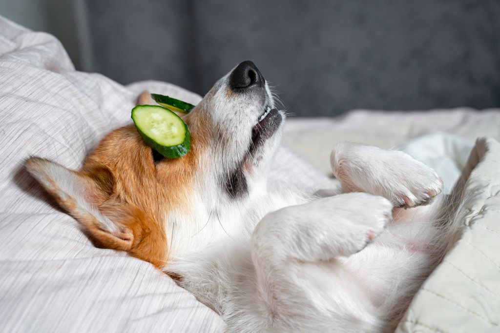 Cute red and white corgi lays on the bed with eye mask from real cucumber chips
