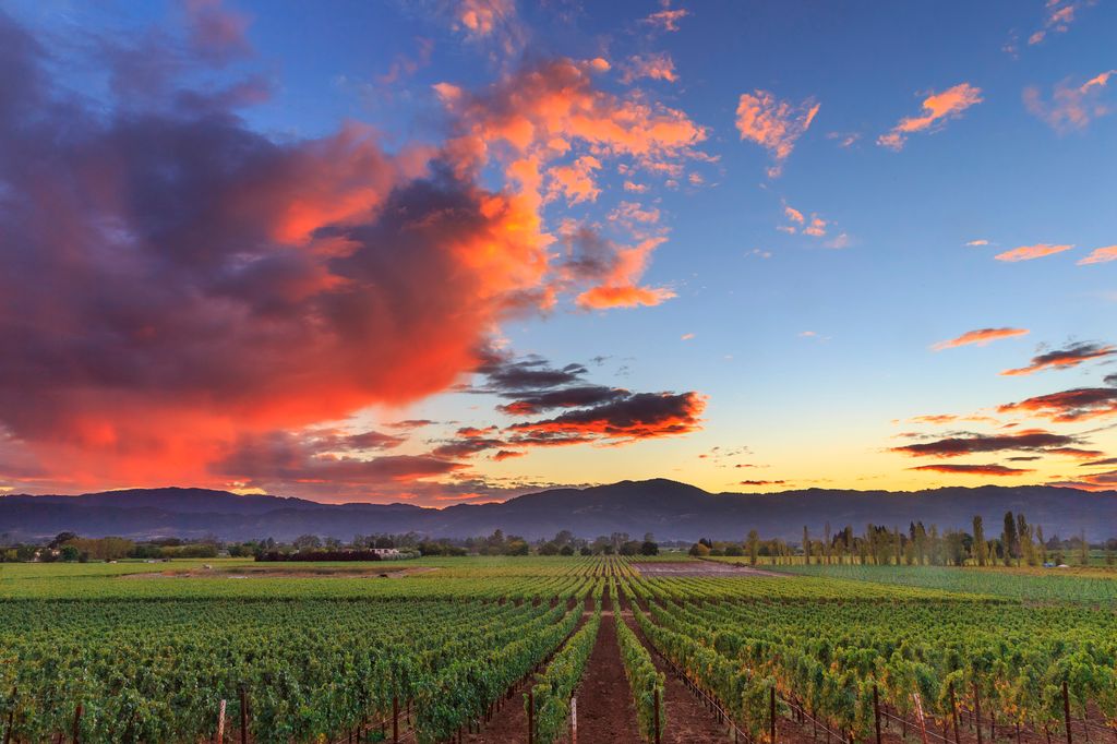 Napa Valley, California vineyard landscape with sunset