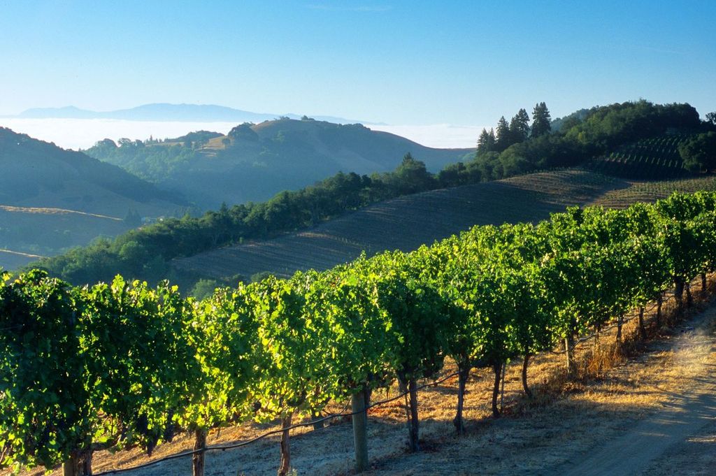 Napa Valley Vineyards