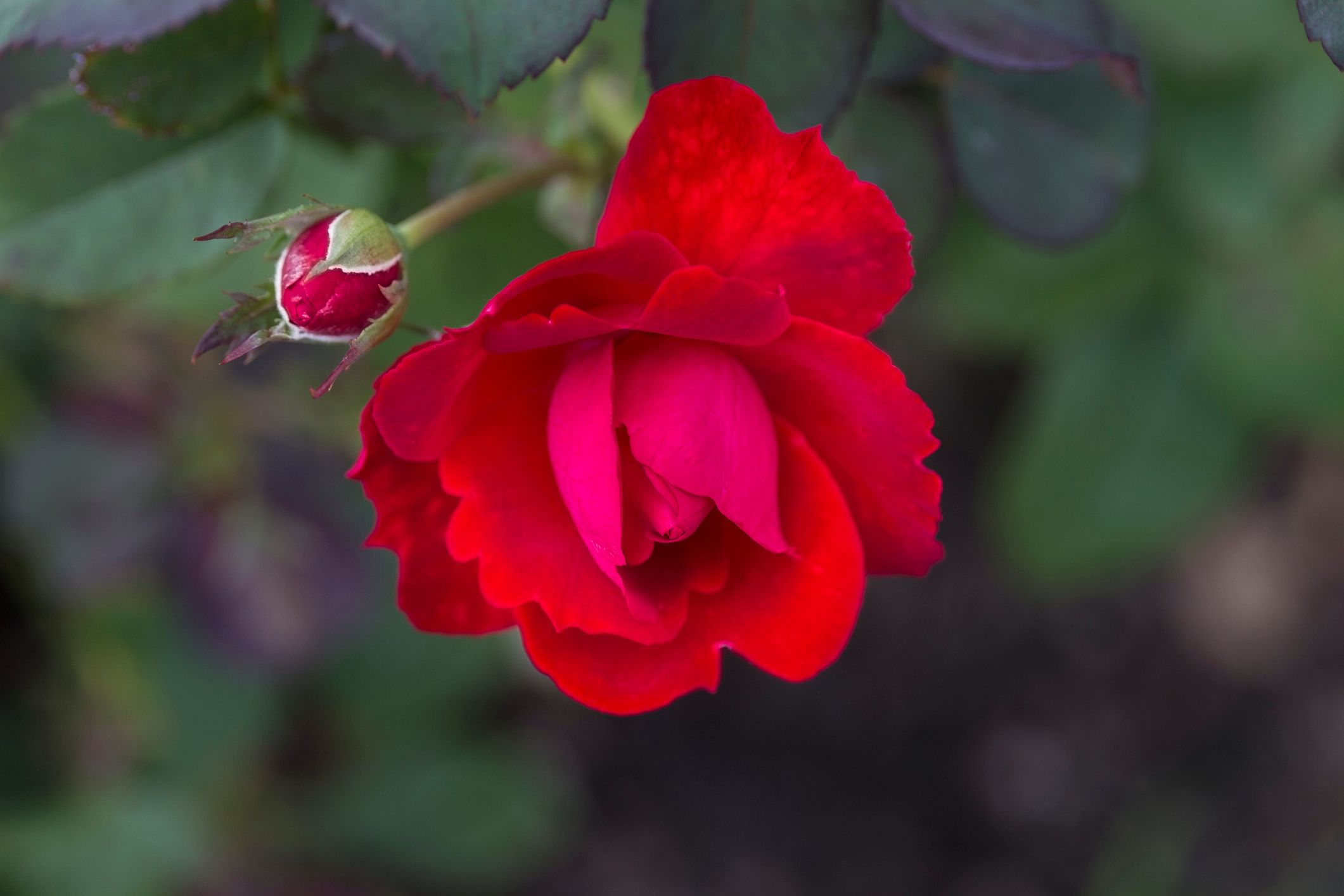 Rose flower closeup photograph taken at Lauritzen Gardens, Omaha