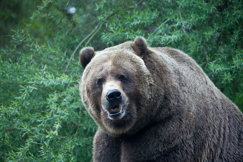 Brown bear at the Woodland Park Zoo in Seattle Washington
