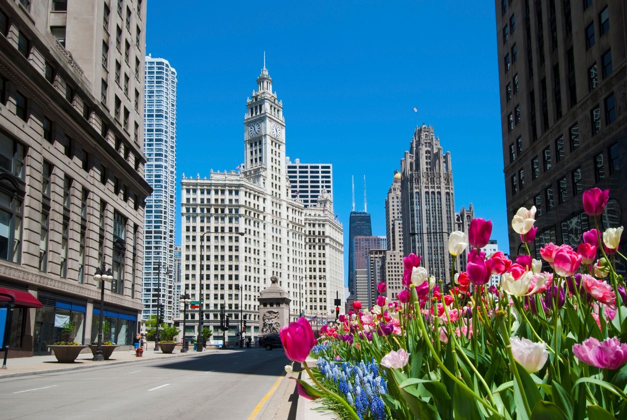 Tulip beds along Michigan Avenue in Chicago, during spring season