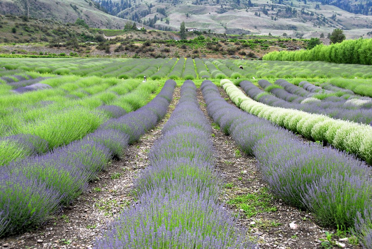 Lavender farm growing in the Okanagan Valley, British Columbia, Canada