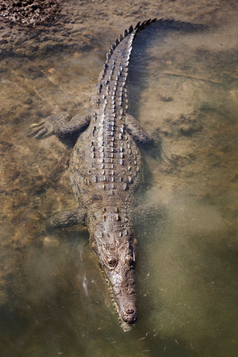 Crocodile at Cozumel Parque Punta Sur Park