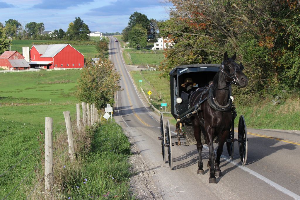 Black horse pulling a traditional Amish buggy up a steep hill in Amish country in Ohio, near Berlin and Hope