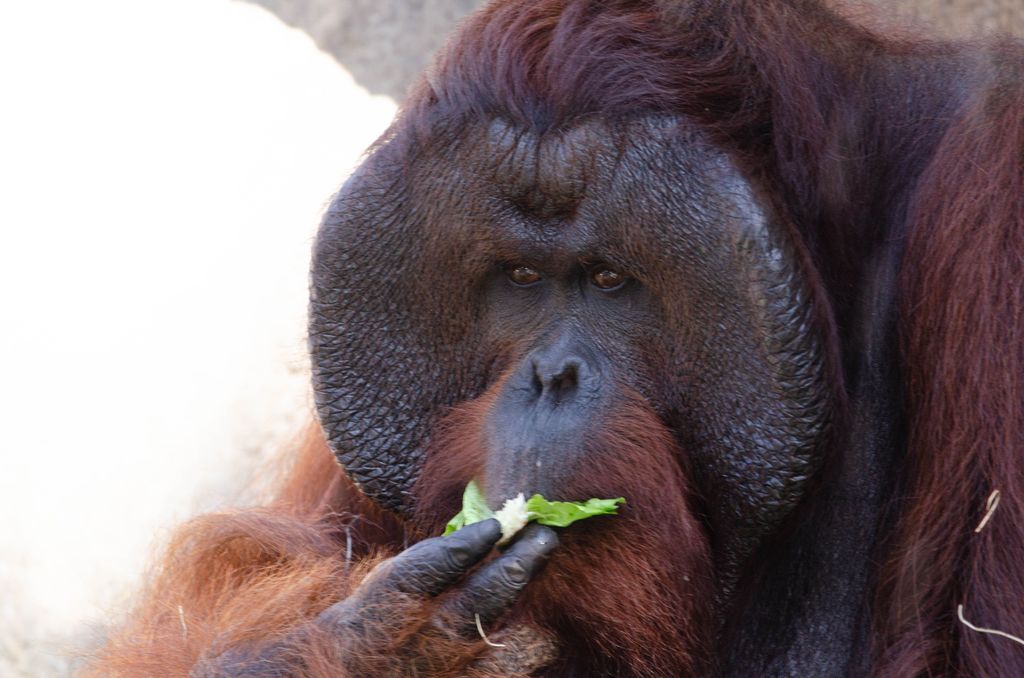 Closeup of an orangutan, Pongo eating a leaf in the ZooTampa at Lowry Park, Florida