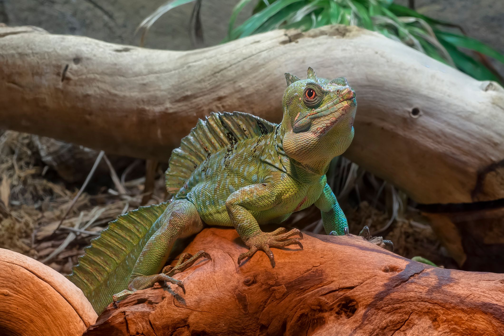 Double Crested Basilisk seen in BioPark Zoo, Albuquerque, New Mexico, USA