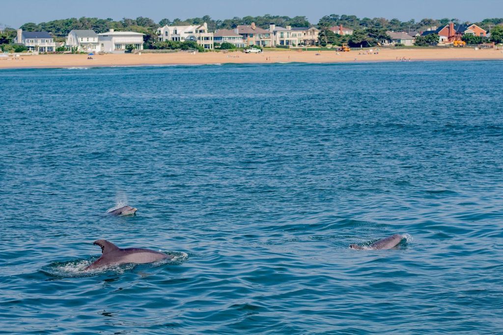 Dolphin watching at Virginia Beach