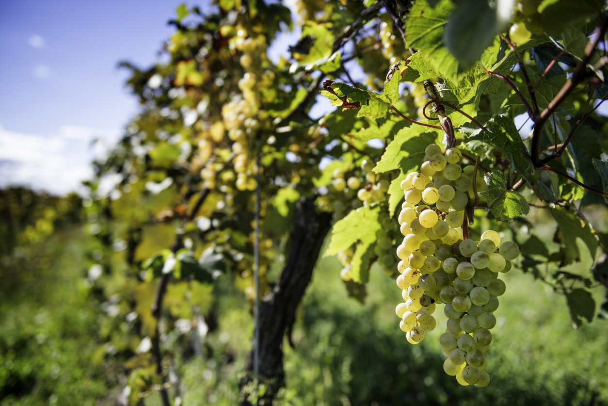 White Wine Grapes in Niagara Falls, Ontario, Canada