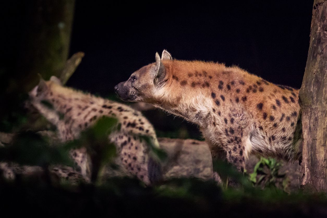 Side view of hyenas at the Singapore Night Safari
