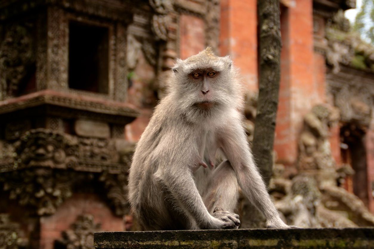 Curious macaque staring at the photographer. Monkey Forest Sanctuary, Ubud in Bali, Indonesia