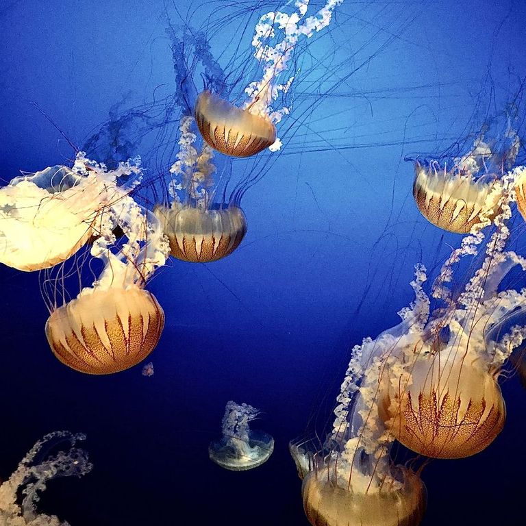 Jellyfish at the Henry Doorly Zoo and Aquarium, Omaha, Nebraska
