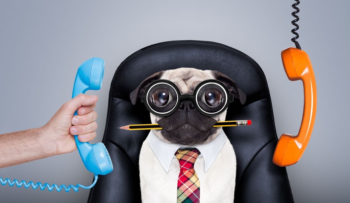 Office worker boss dog