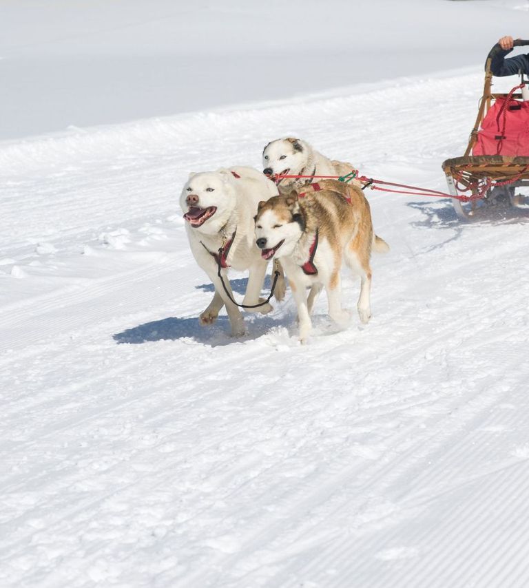 Sled Dogs Racing