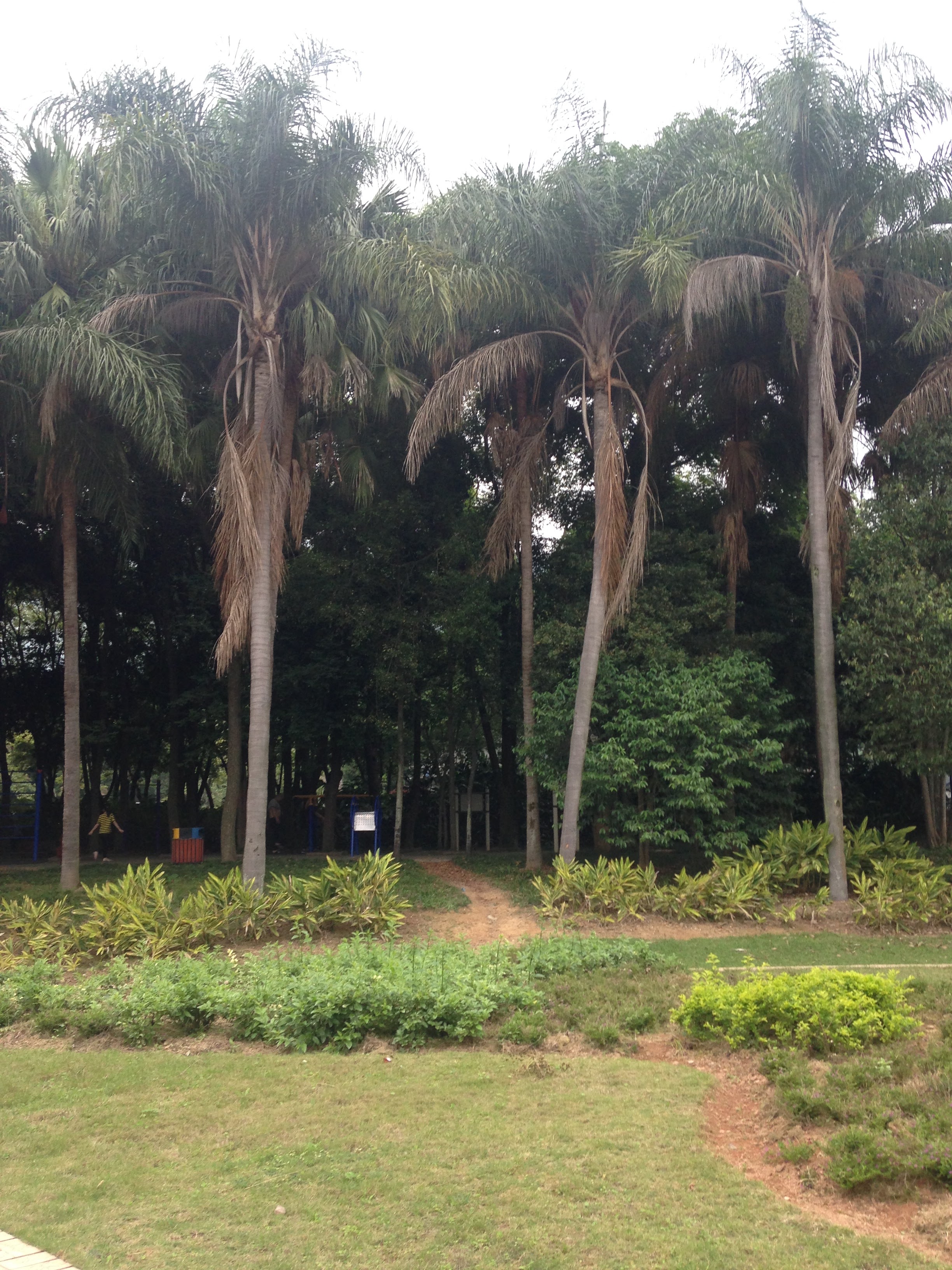 Bamboo park section at Fuzhou National Forest Park