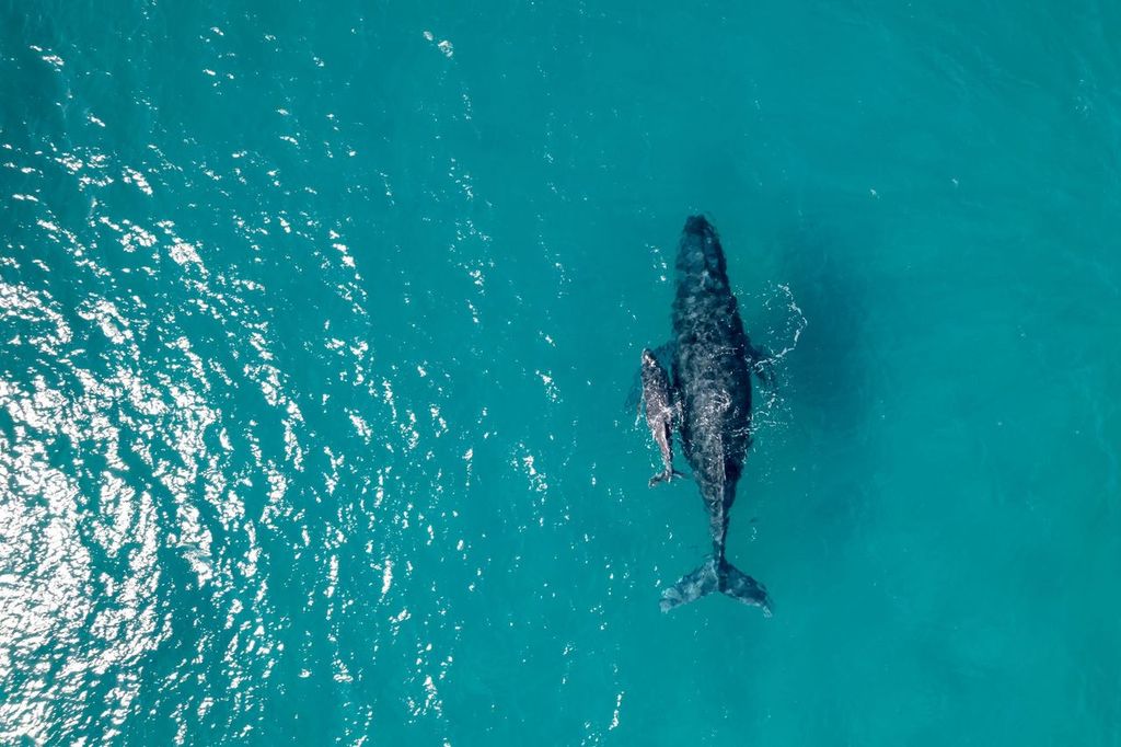 Humpback whale and her calf swimming in the ocean