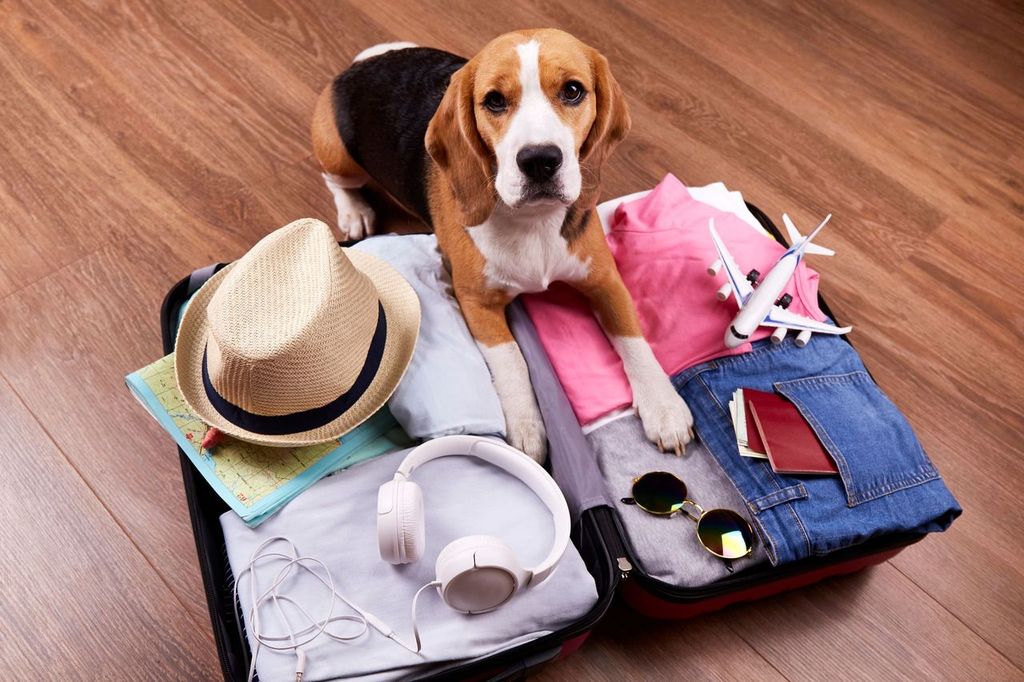 A beagle dog next to an open suitcase with clothes and vacation items