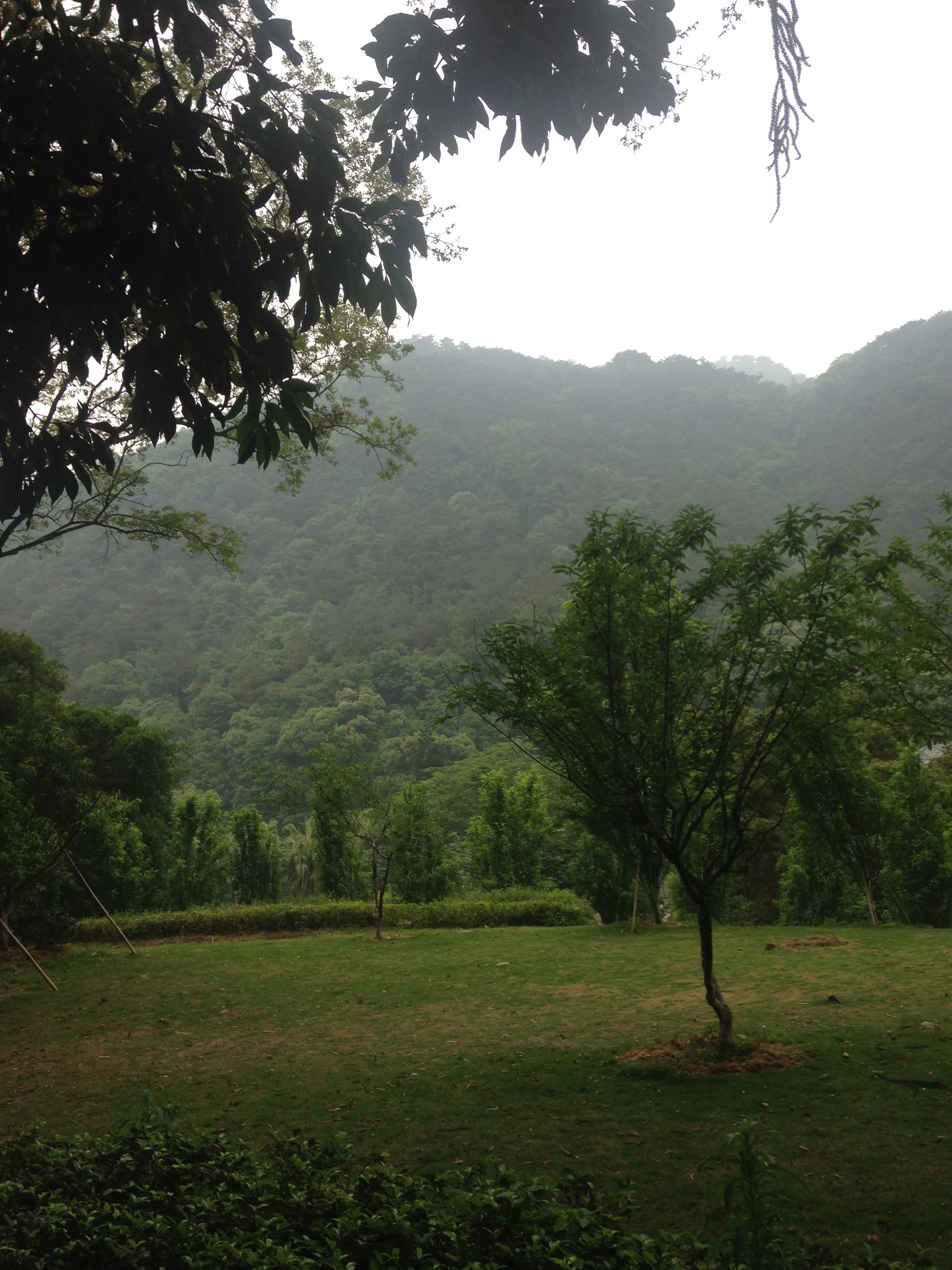Cherry blossom tree not in season in Fuzhou National Forest Park