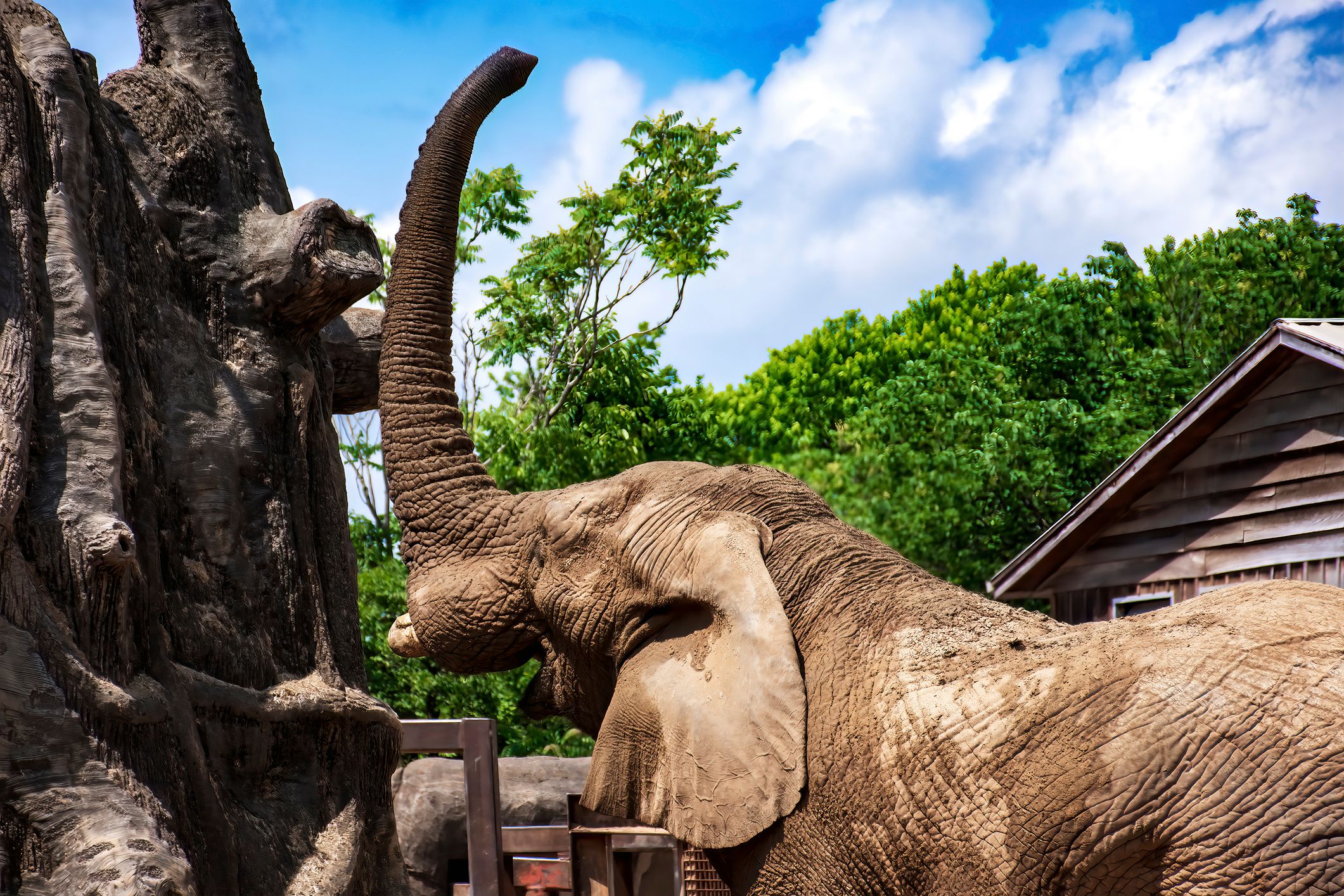 Elephant at the Knoxville Tennessee Zoo