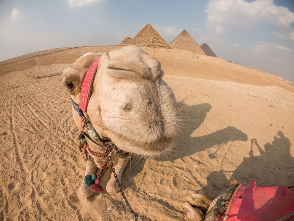Tourist transportation, camels resting in front of the famous pyramids in Cairo, Egypt