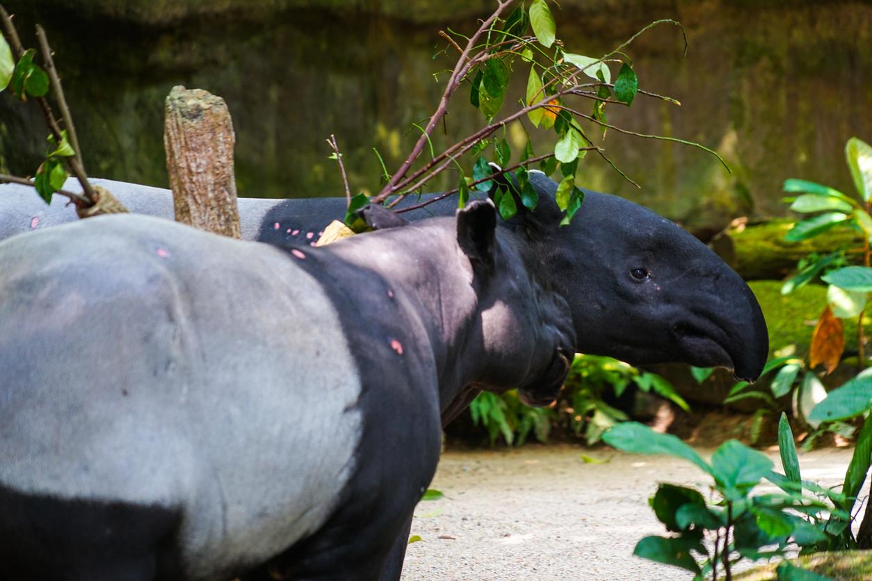 Of wild tapir eat grass