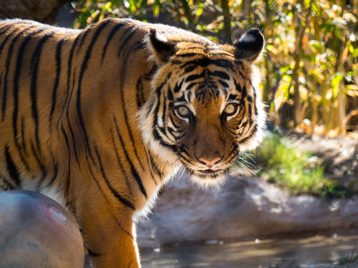 Tiger at Reid Park Zoo looking in camera