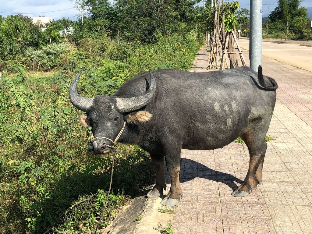 Buffalo in Kon Tum, Vietnam