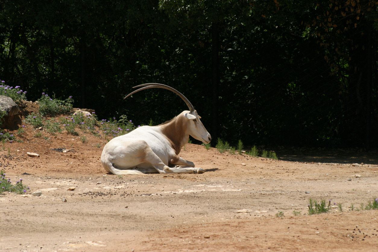 Nubian Ibex caught at the Dallas Zoo