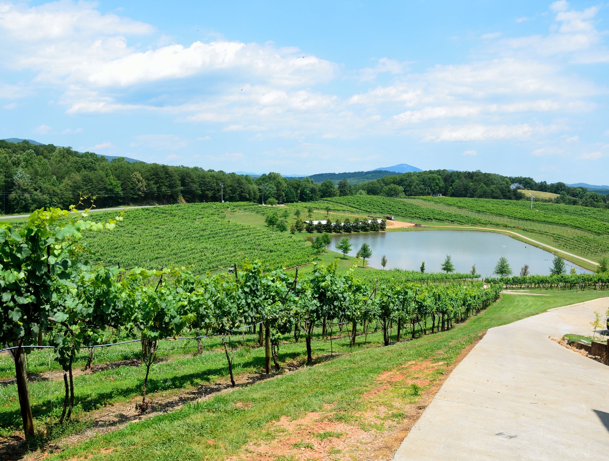 Landscape of the vineyards of north Georgia wine country