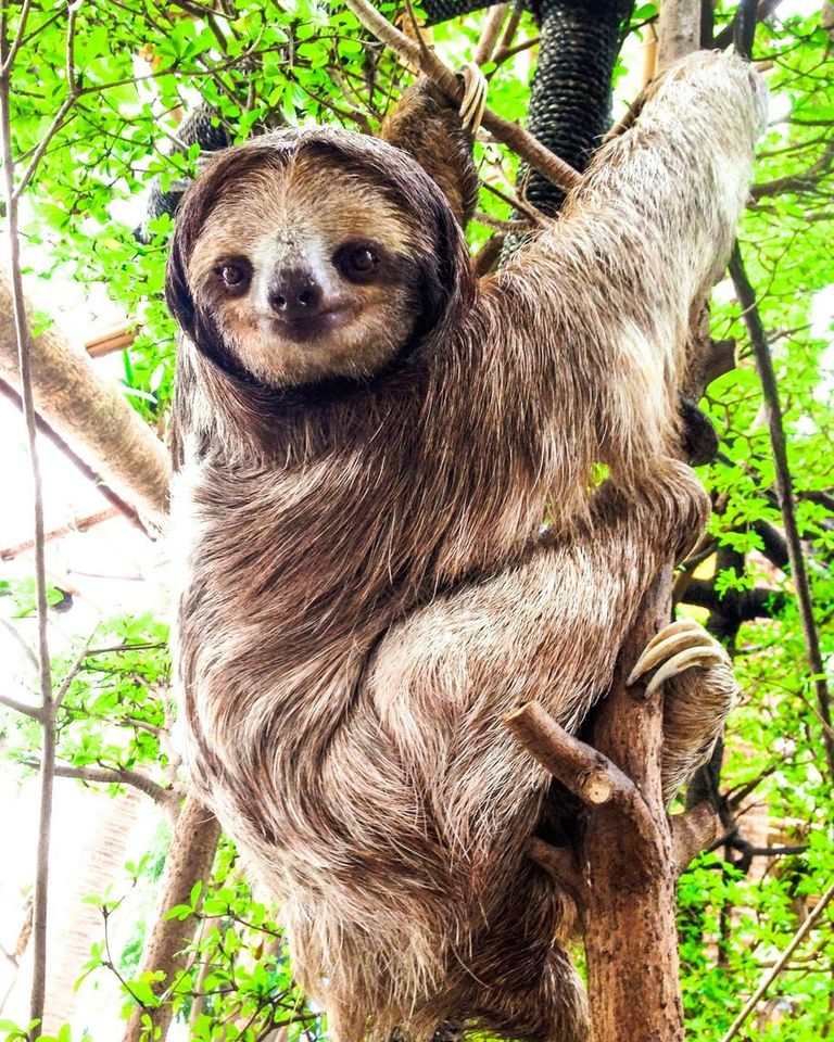 A friendly sloth at the Dallas Aquarium